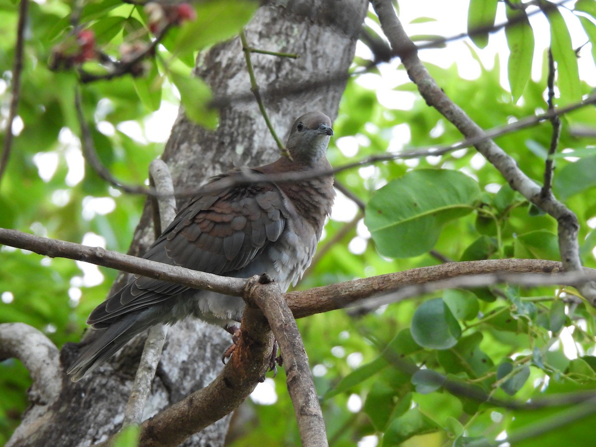 Pale-vented Pigeon - ML610257234