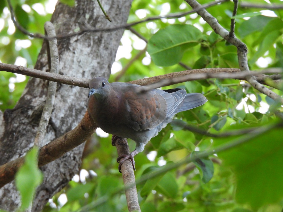 Pale-vented Pigeon - ML610257235