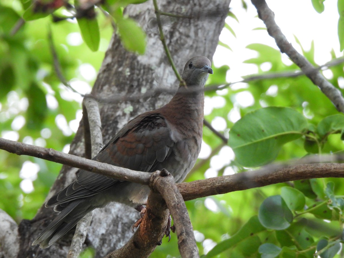 Pale-vented Pigeon - ML610257237