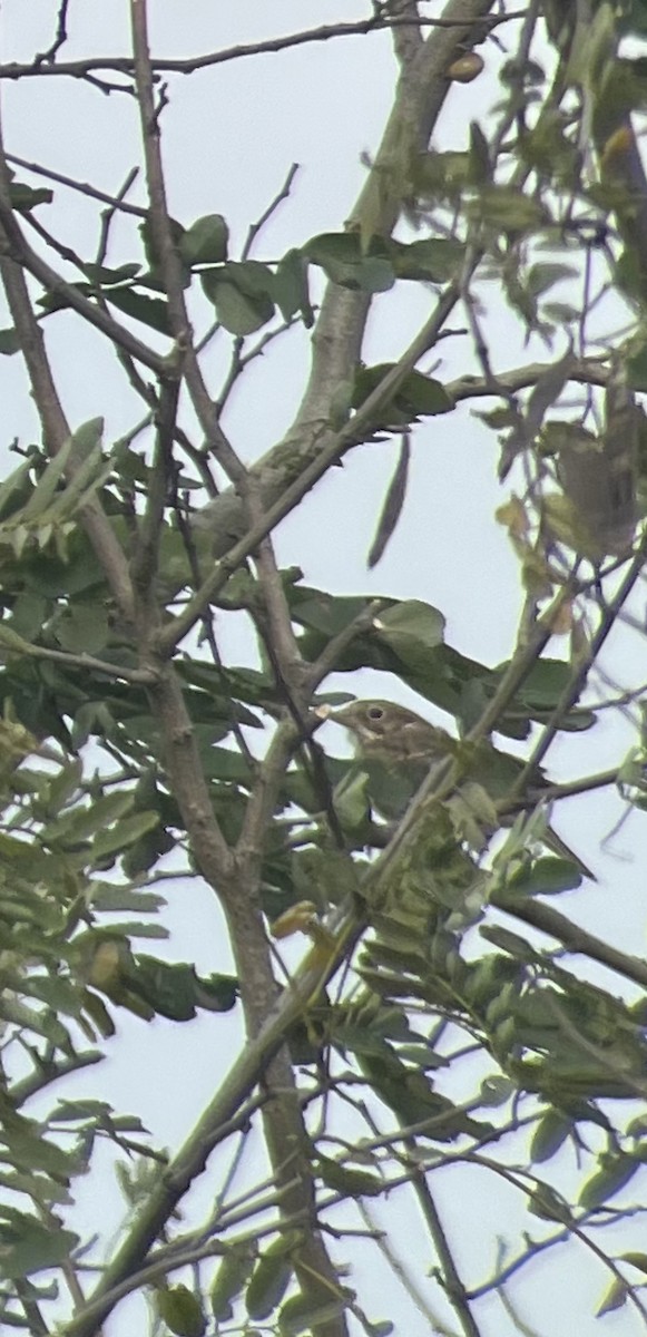 Vesper Sparrow - ML610257241