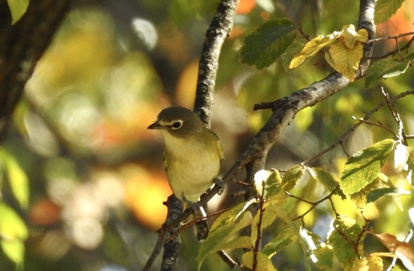 Mavi Başlı Vireo - ML610257336