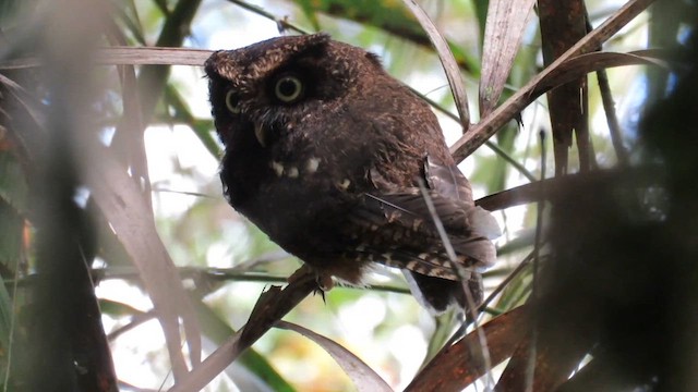 Mountain Scops-Owl - ML610257363