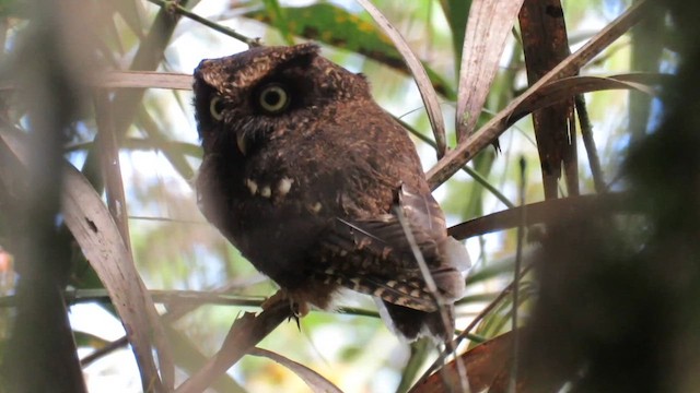 Mountain Scops-Owl - ML610257364