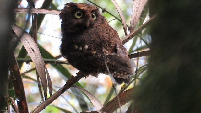 Mountain Scops-Owl - ML610257366