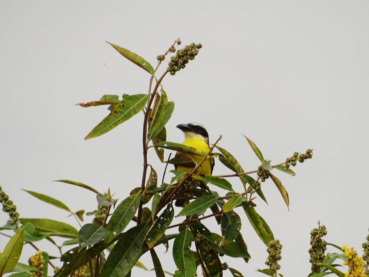 Boat-billed Flycatcher - Tomaz Melo