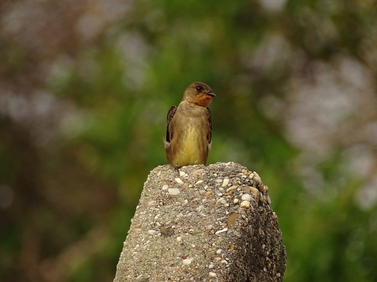 Hirondelle à gorge rousse - ML610257390