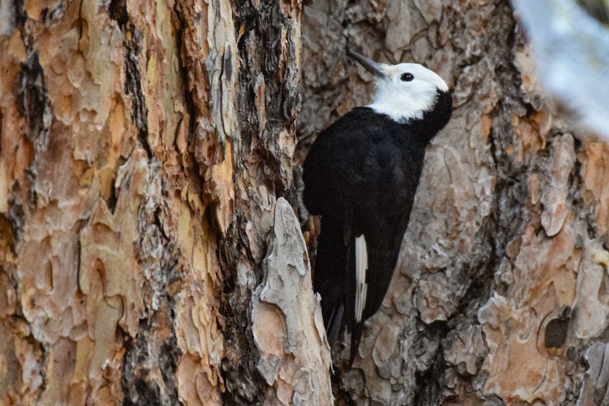 White-headed Woodpecker - ML610257391