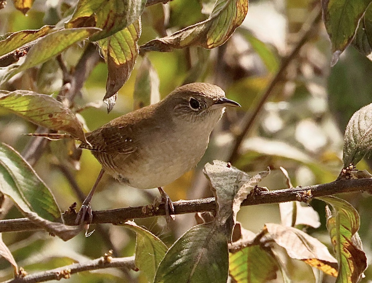 House Wren - Steven & Darcy Shaddix