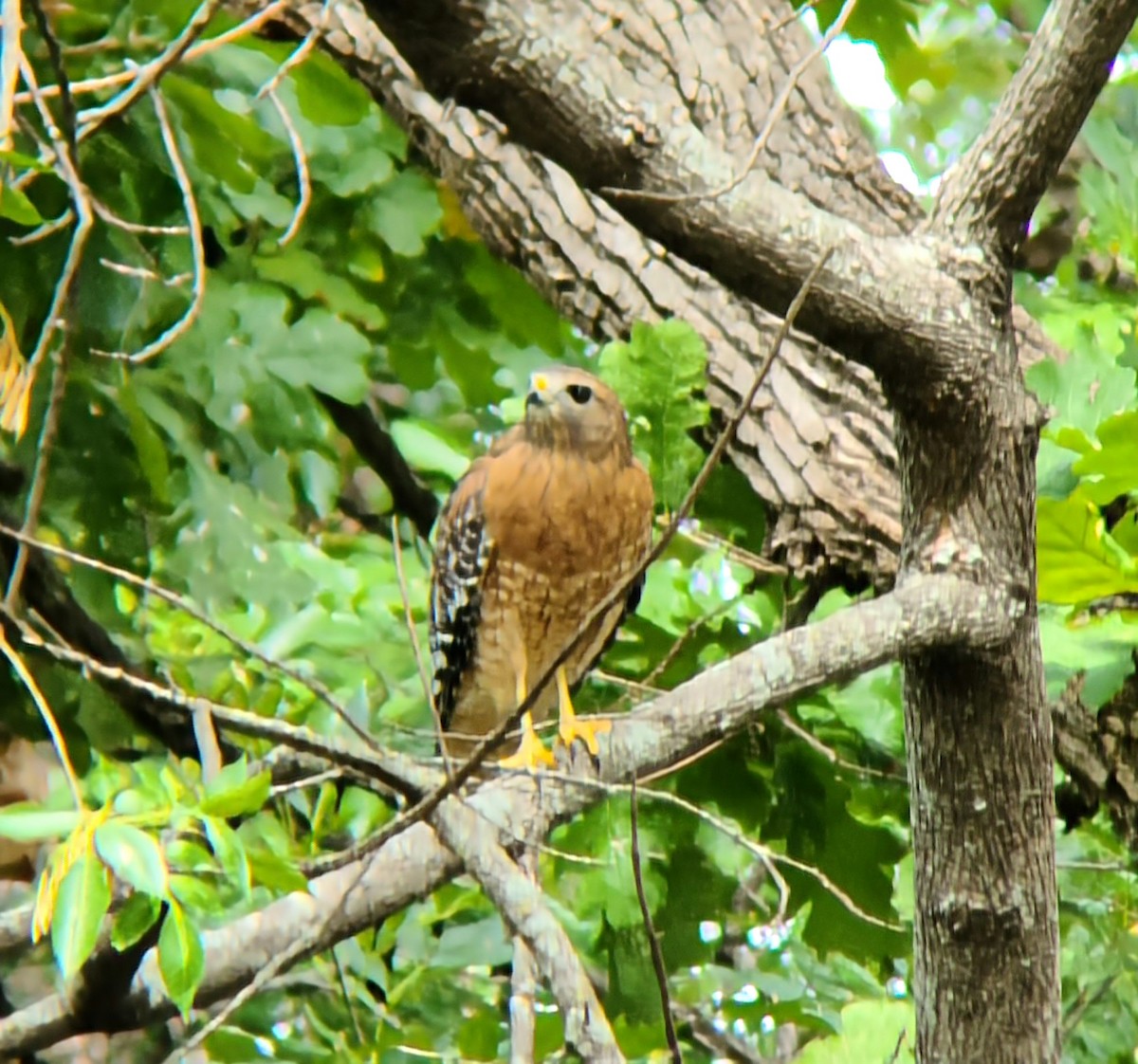 Red-shouldered Hawk - Tim Vellutini