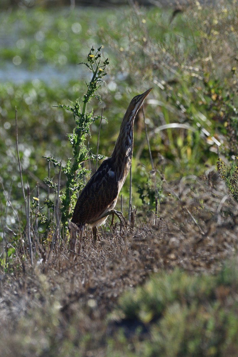 American Bittern - ML610257486