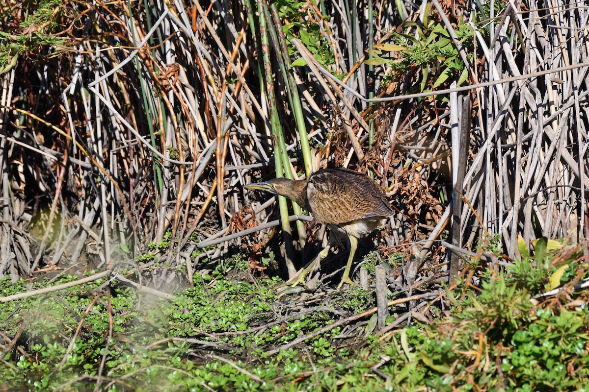 American Bittern - ML610257497
