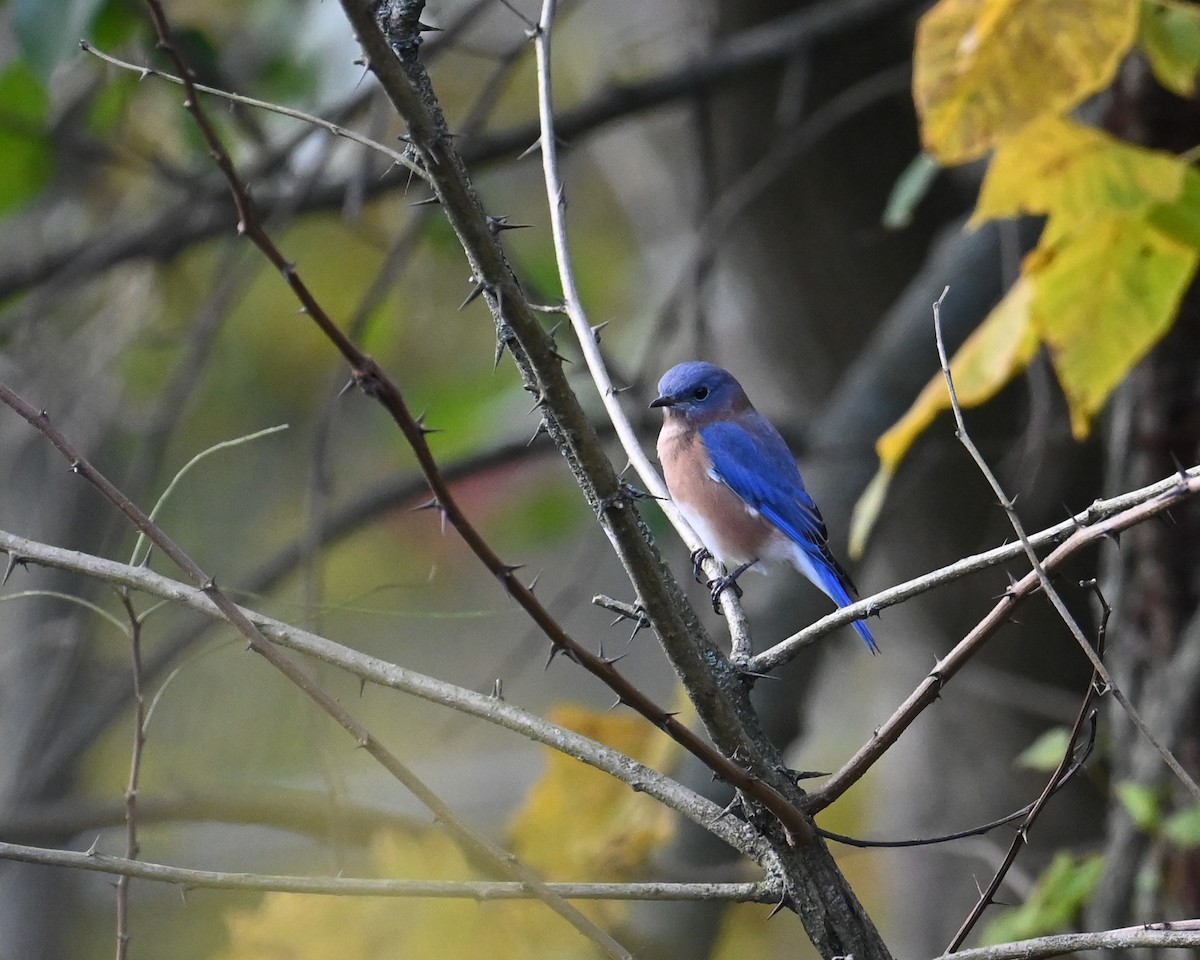 Eastern Bluebird - ML610257589