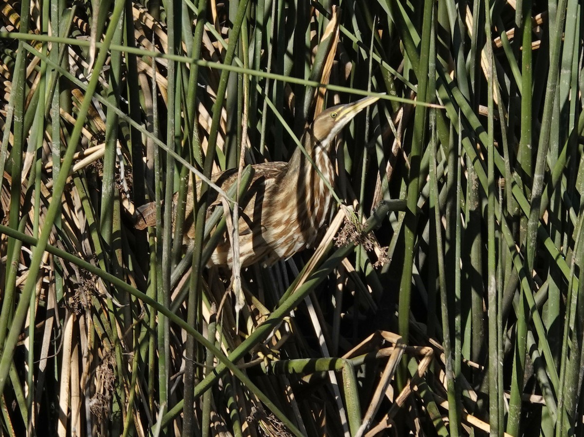 American Bittern - ML610257613