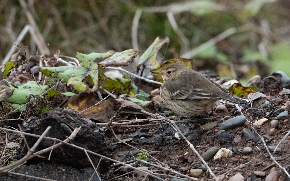 Pipit d'Amérique - ML610257616