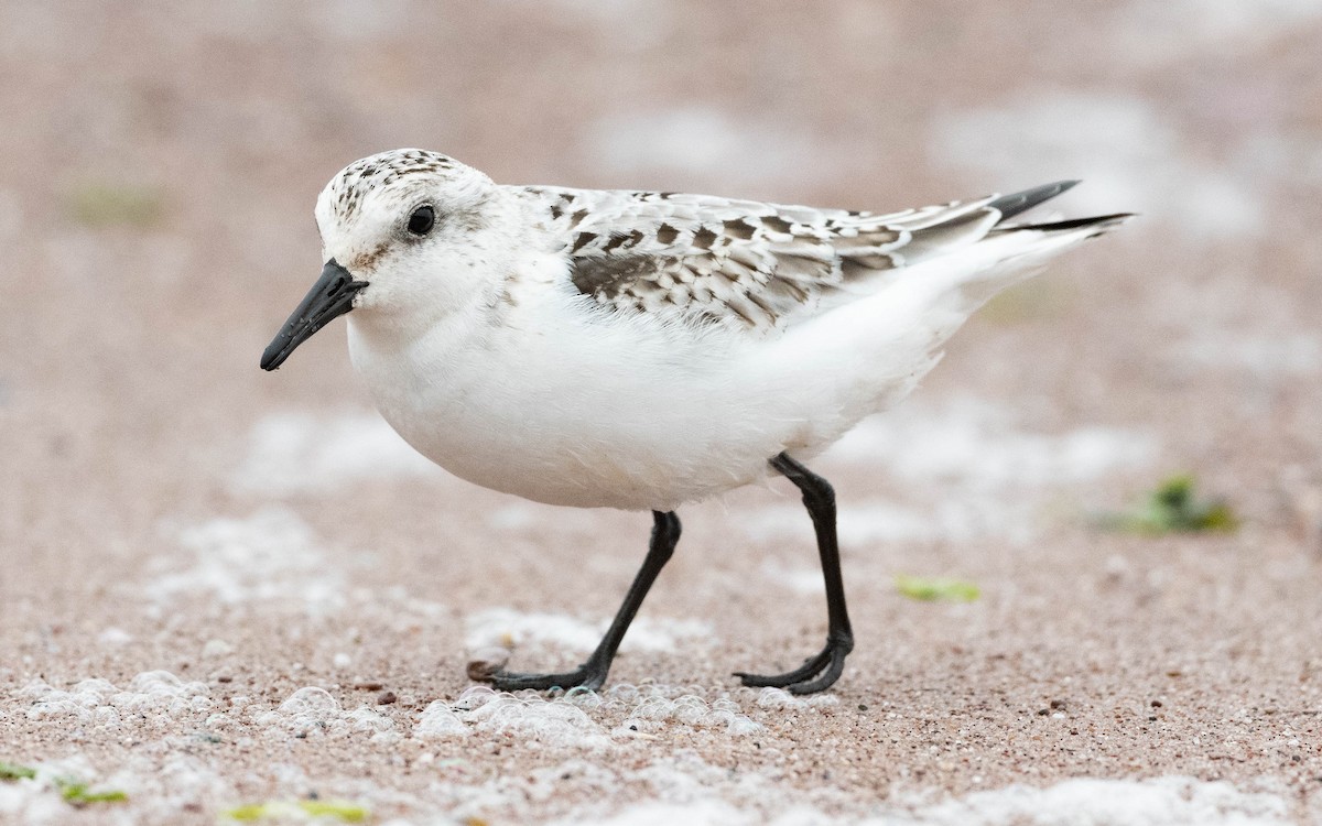 Bécasseau sanderling - ML610257620