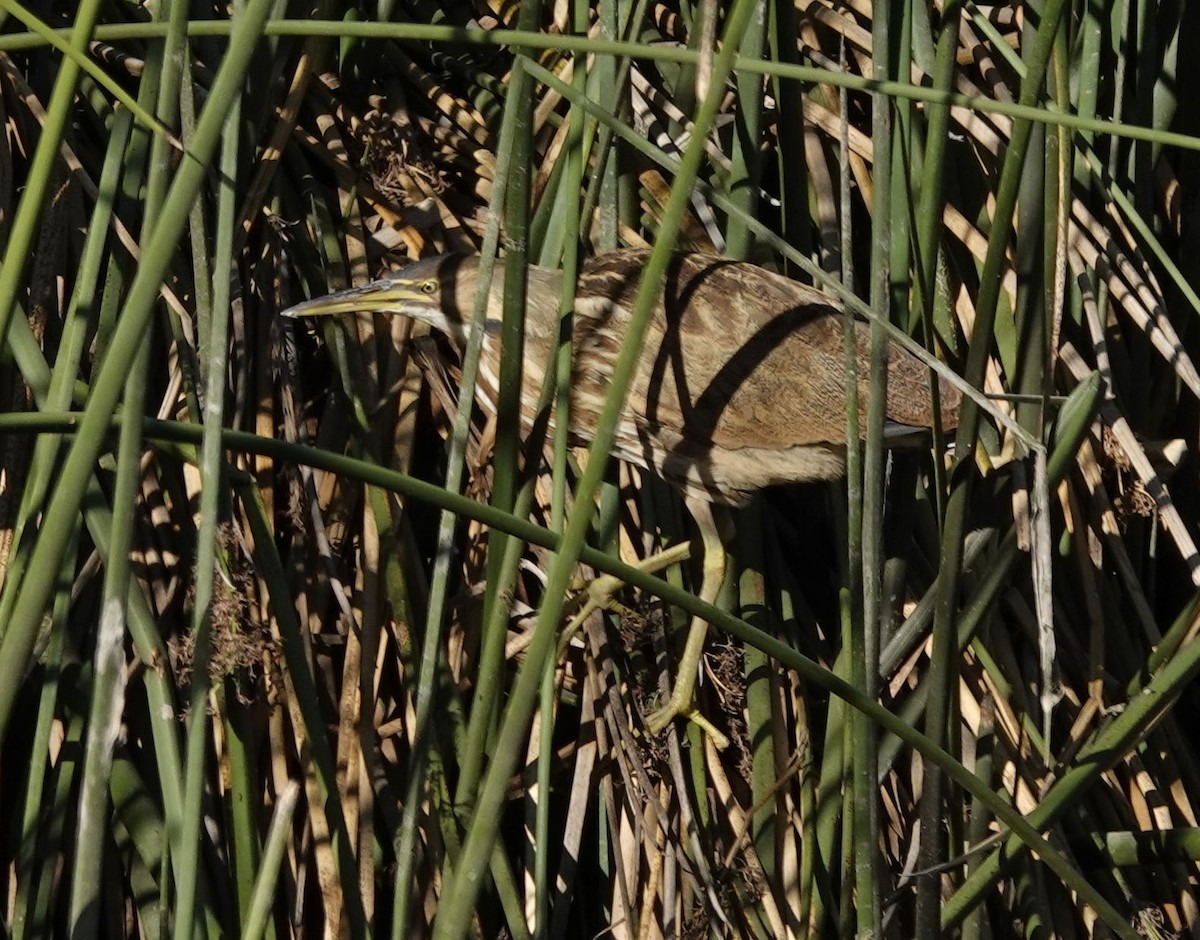 American Bittern - ML610257622