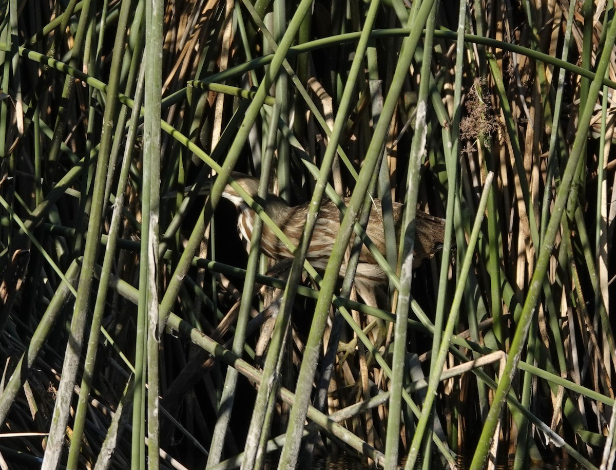 American Bittern - ML610257625