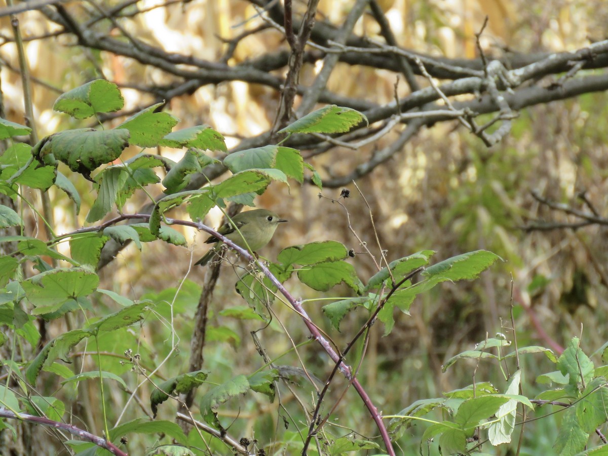 Ruby-crowned Kinglet - ML610257646