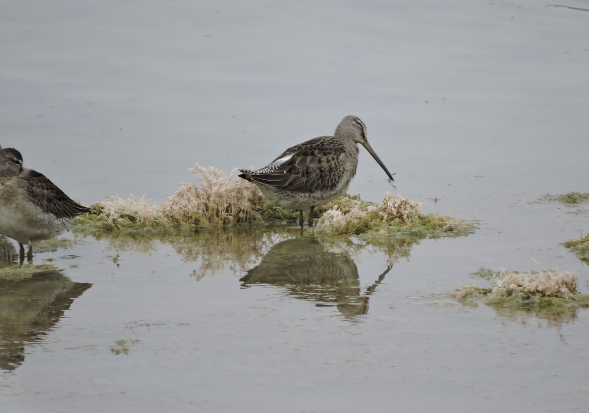 Long-billed Dowitcher - ML610257667