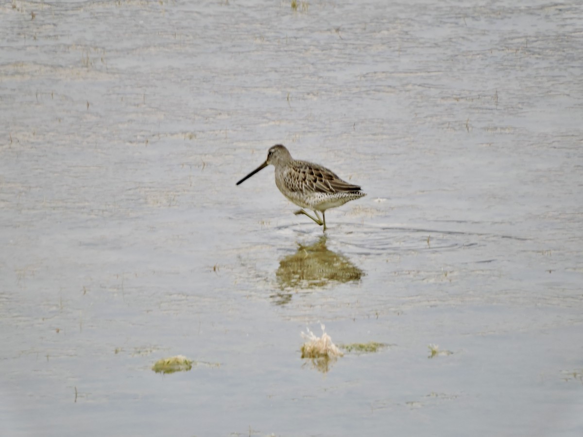 Long-billed Dowitcher - ML610257668