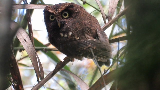 Mountain Scops-Owl - ML610257778