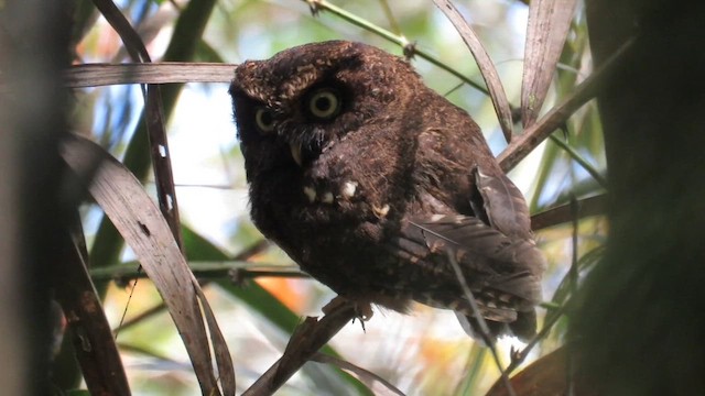 Mountain Scops-Owl - ML610257780