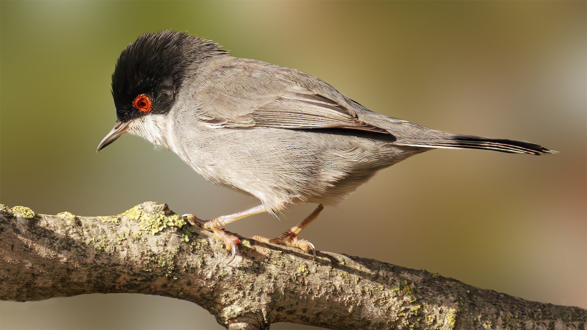 Sardinian Warbler - ML610257781