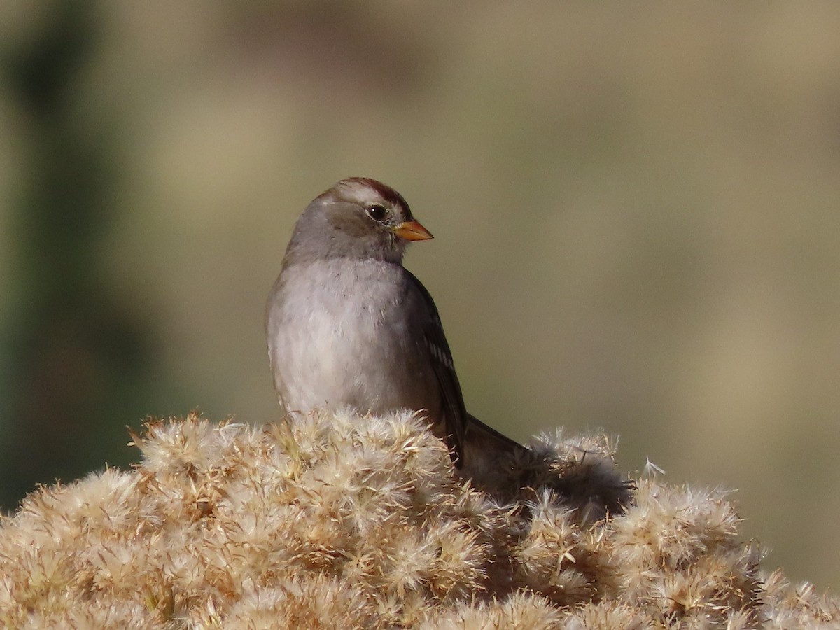 White-crowned Sparrow - Joan Baker