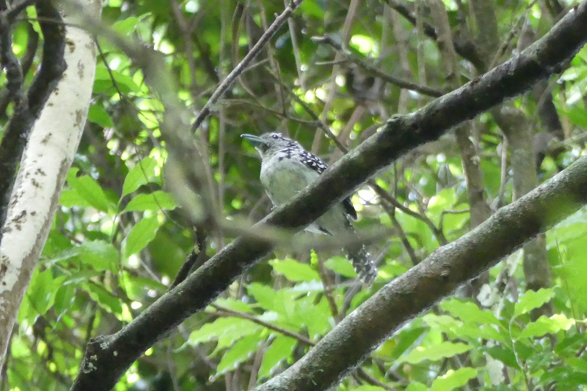 Spot-backed Antshrike - ML610257826