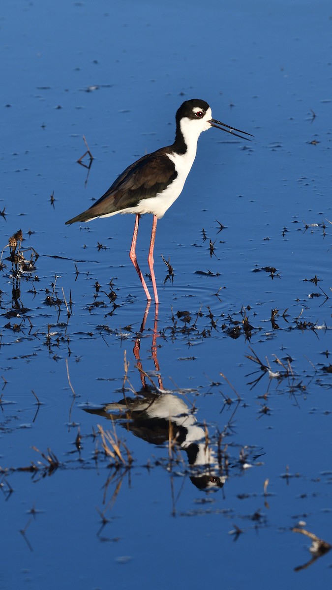 Black-necked Stilt - ML610257876