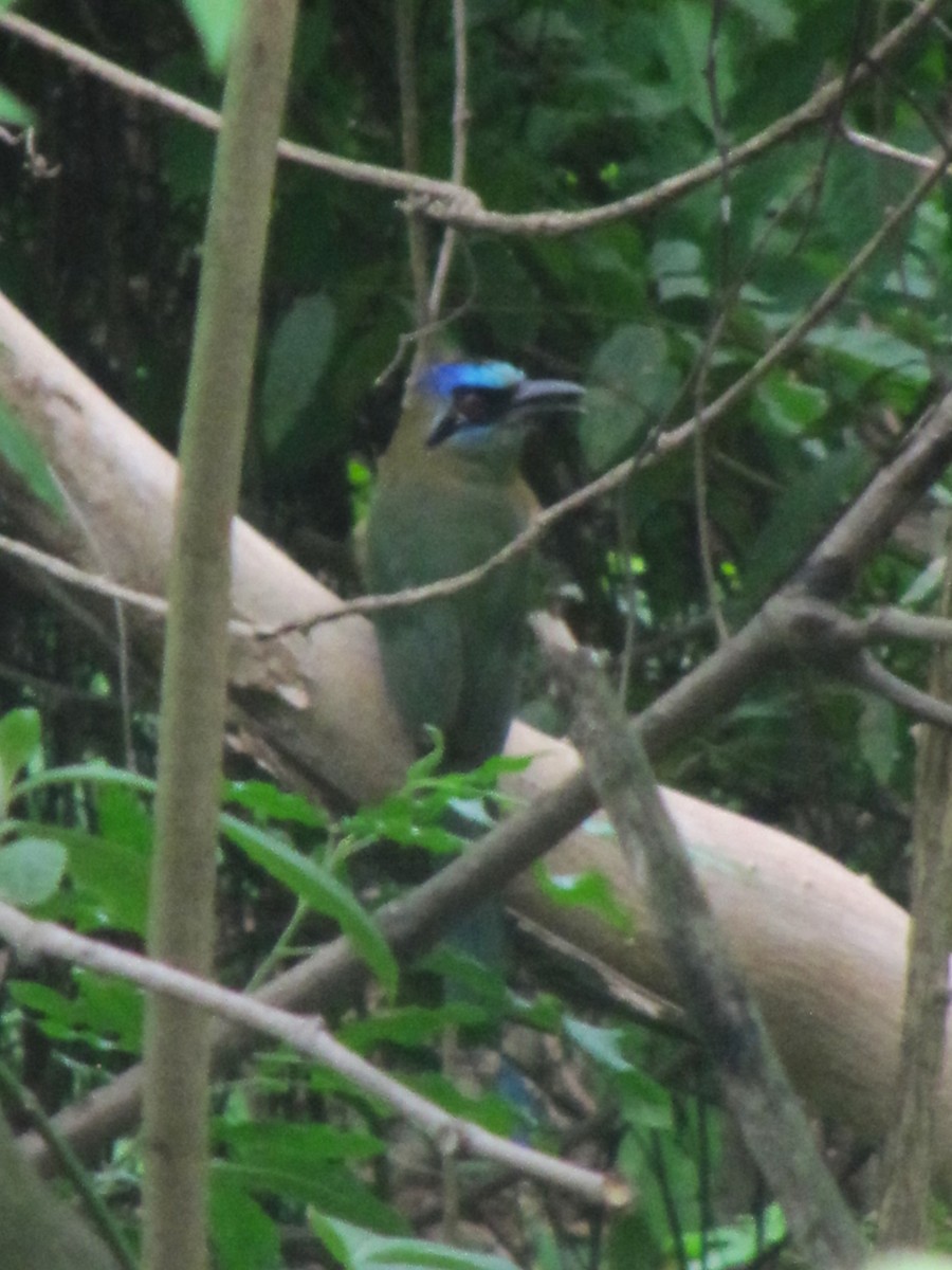 Amazonasmotmot - ML610257896