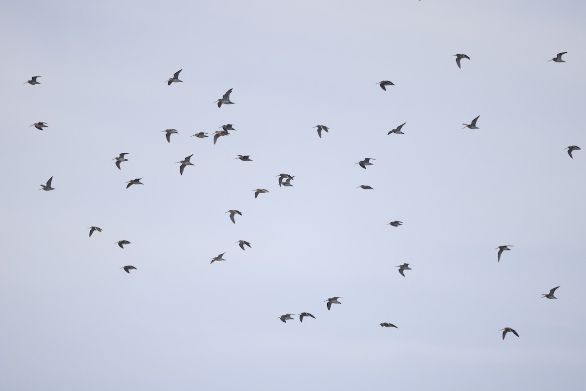 Common Snipe - ML610257898