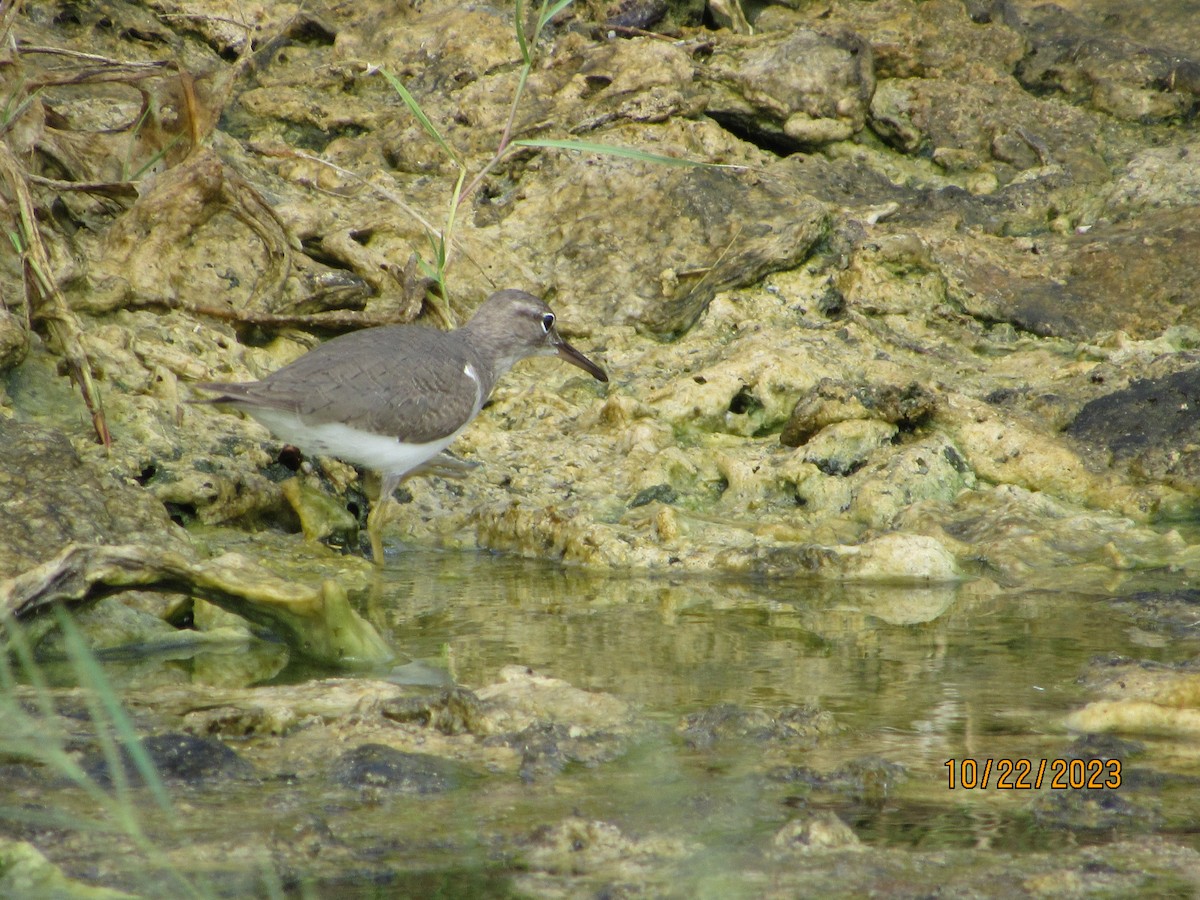 Spotted Sandpiper - Vivian F. Moultrie