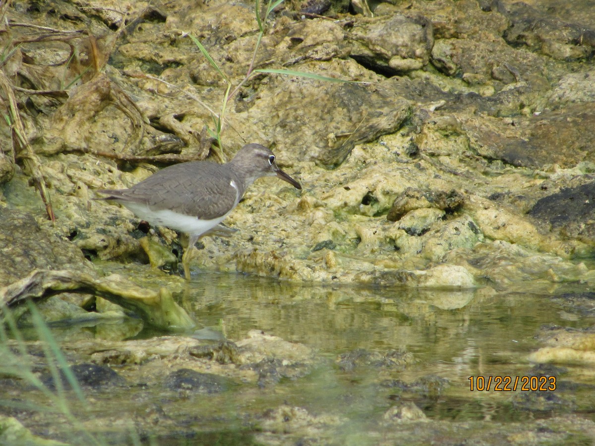 Spotted Sandpiper - ML610257906