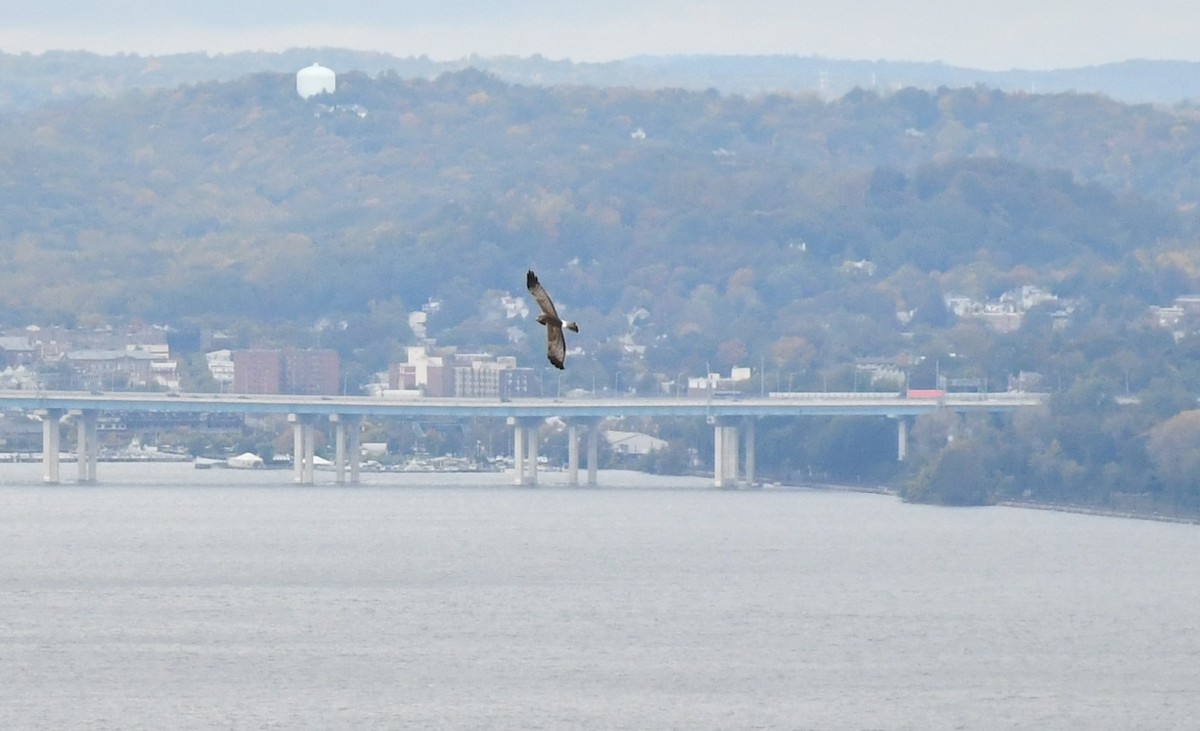 Northern Harrier - ML610257912
