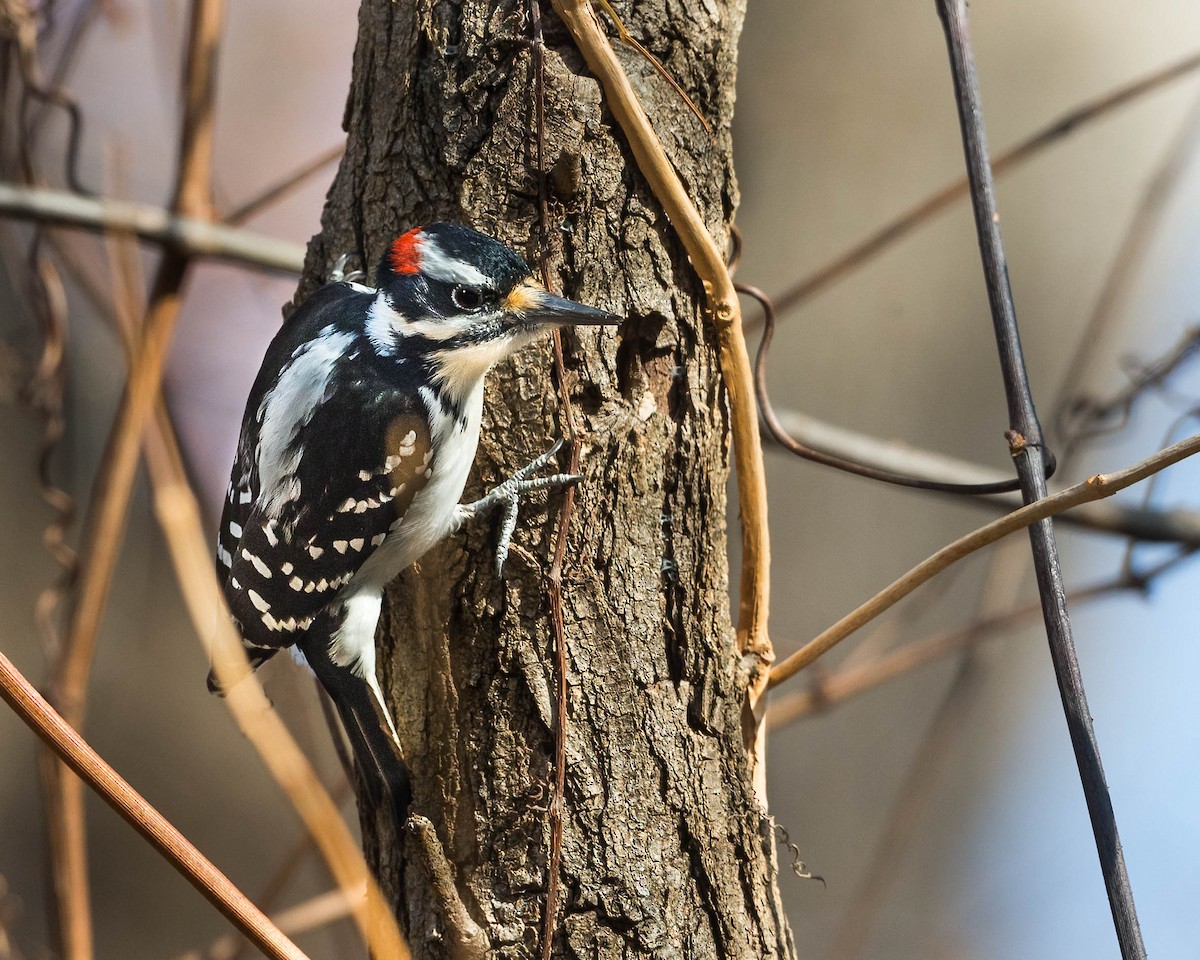 Hairy Woodpecker - ML610258032