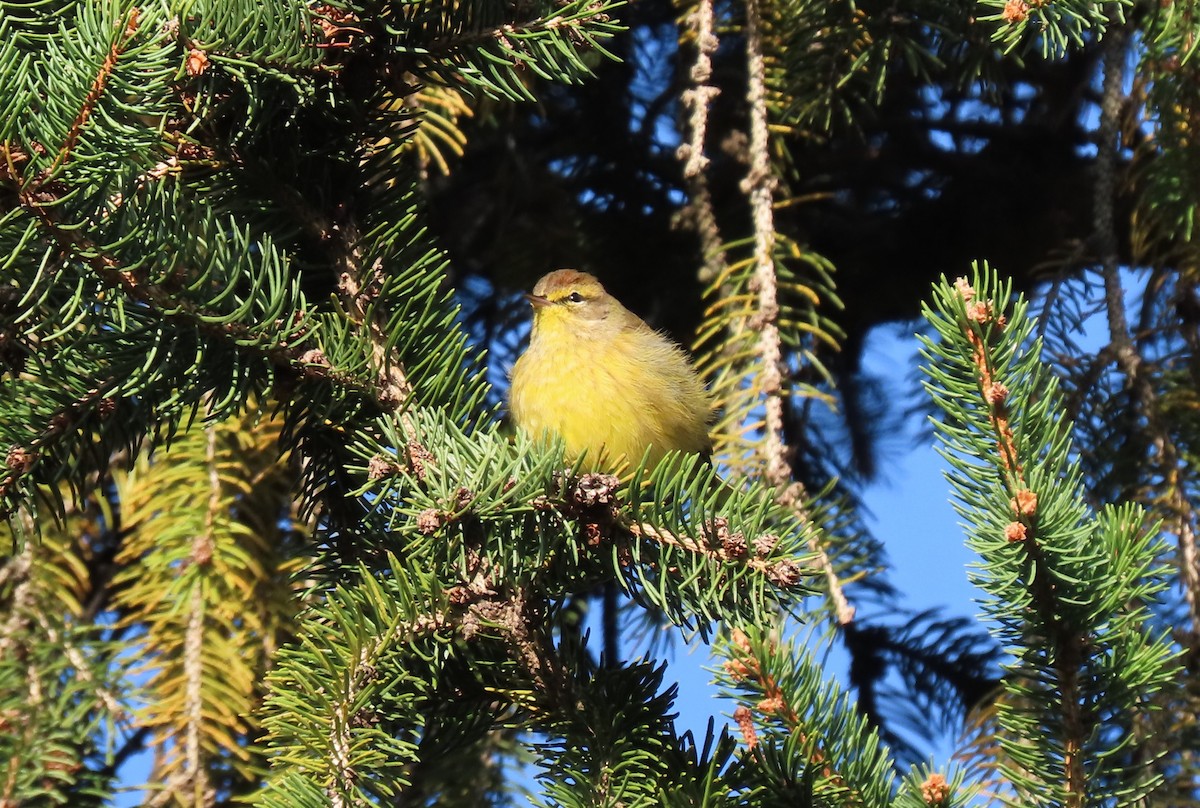 Palm Warbler - ML610258070