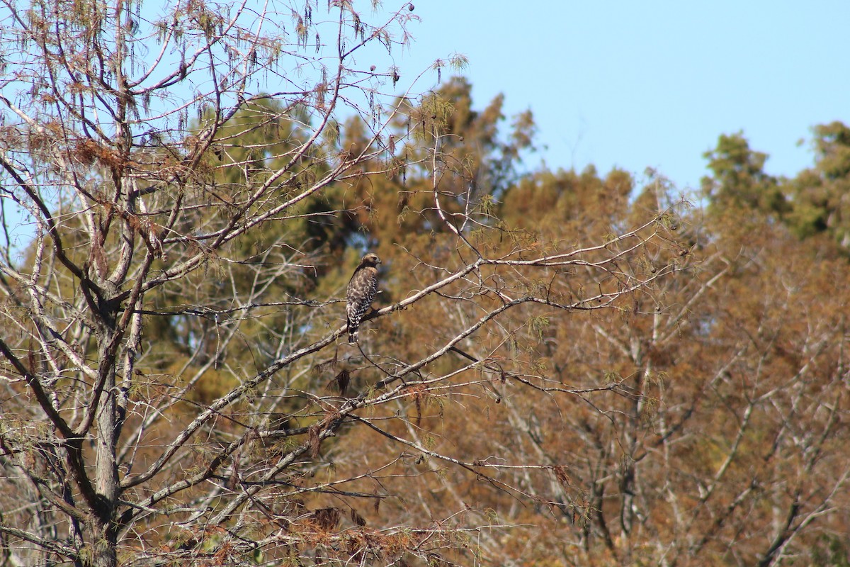 Red-shouldered Hawk - ML610258072