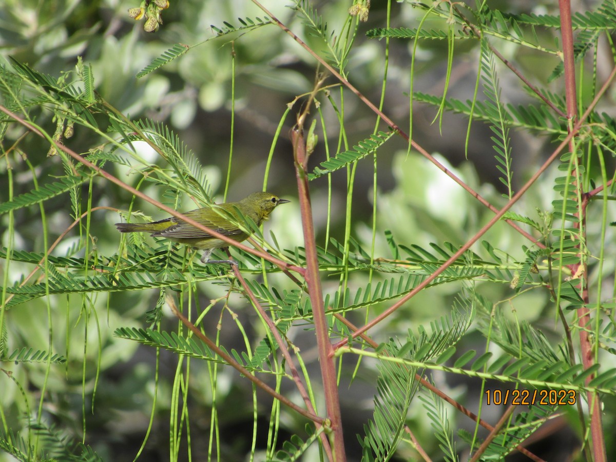 Tennessee Warbler - Vivian F. Moultrie