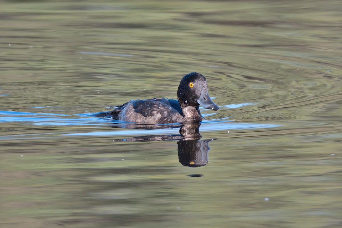 Tufted Duck - Marc Cutrina