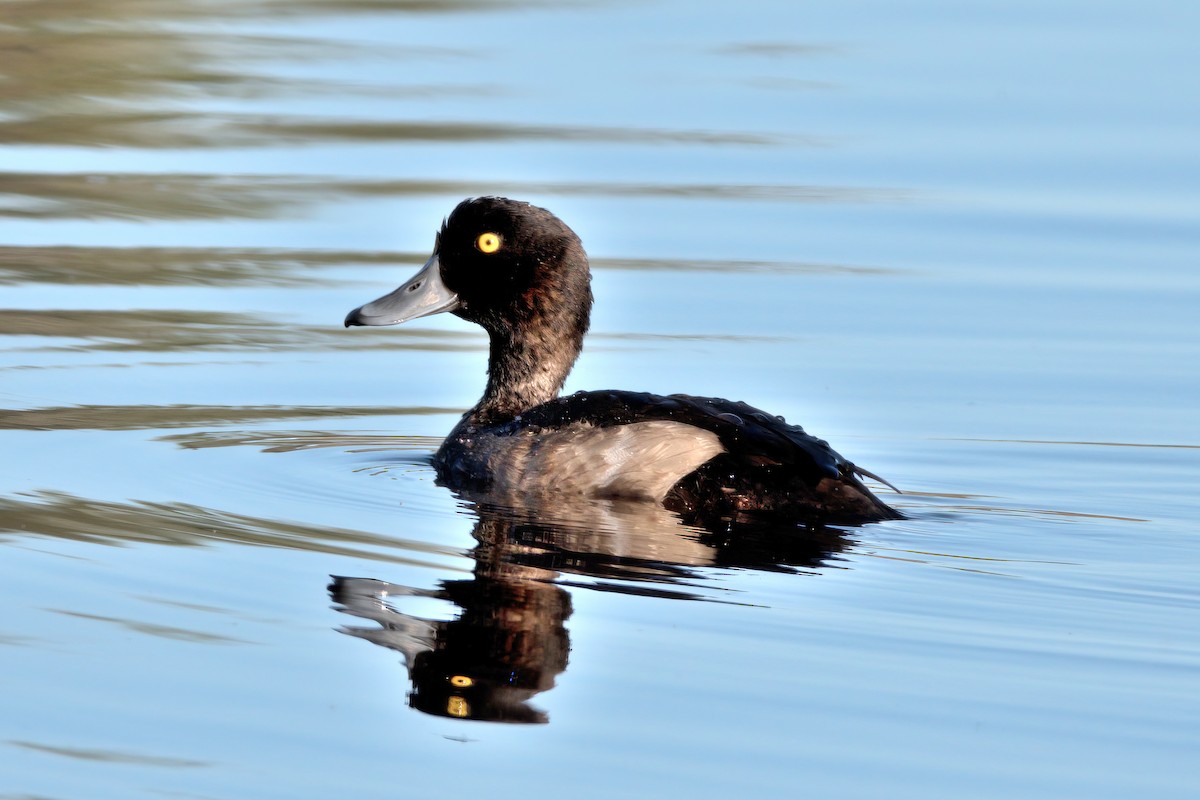 Tufted Duck - Marc Cutrina