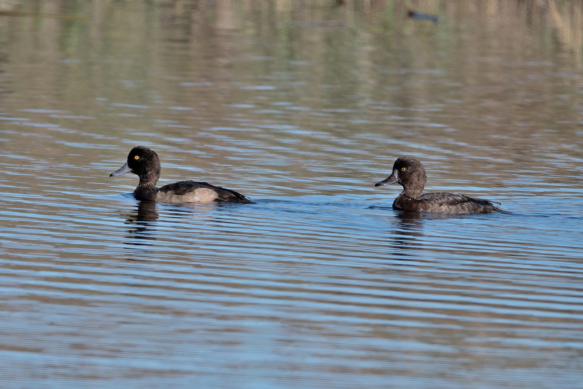 鳳頭潛鴨 - ML610258165