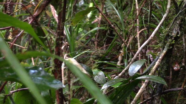 Mountain Wren-Babbler - ML610258195