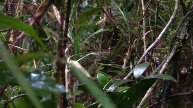 Mountain Wren-Babbler - ML610258198