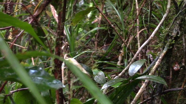 Mountain Wren-Babbler - ML610258203