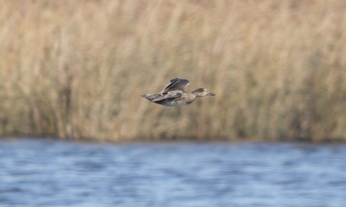 Green-winged Teal (American) - ML610258228