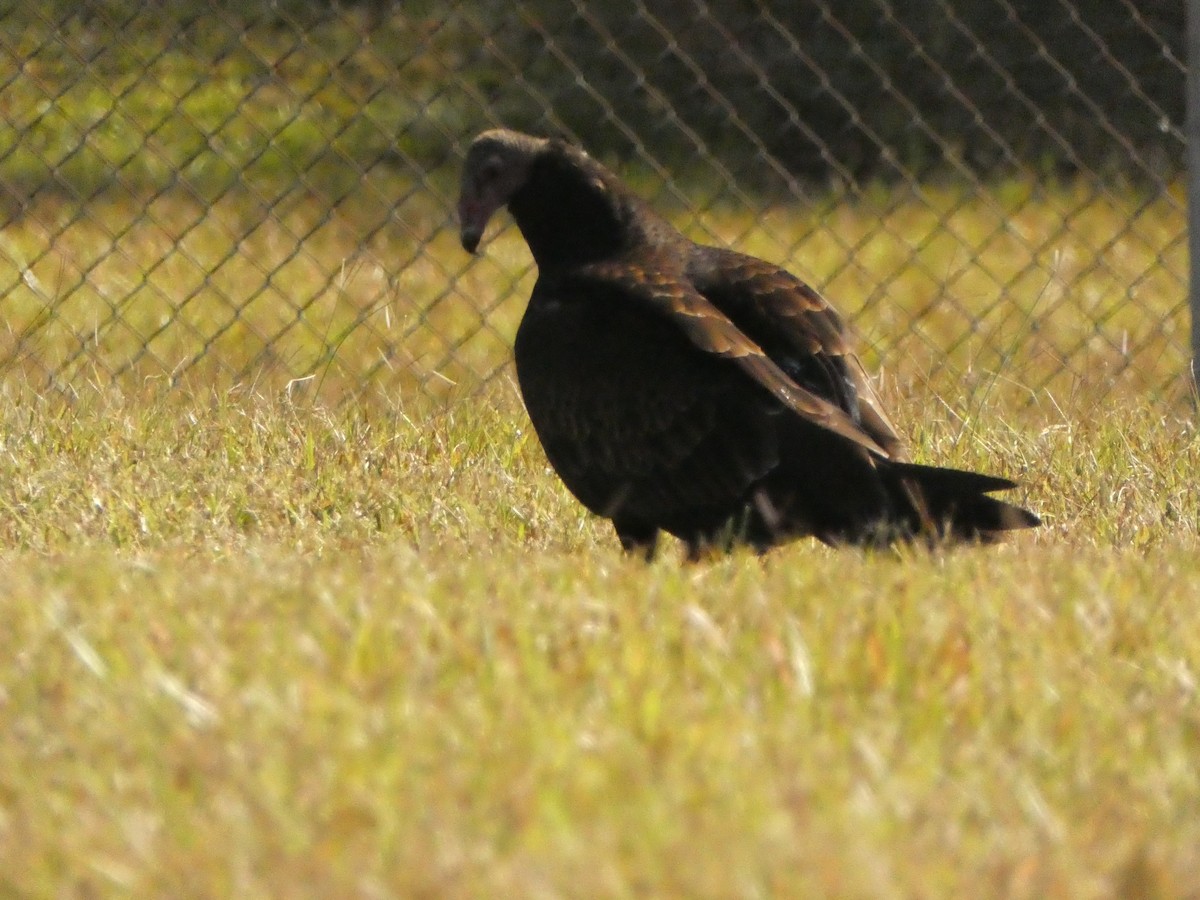 Turkey Vulture - ML610258230