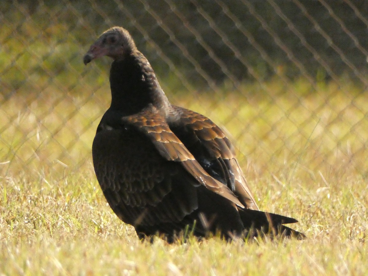 Turkey Vulture - ML610258233