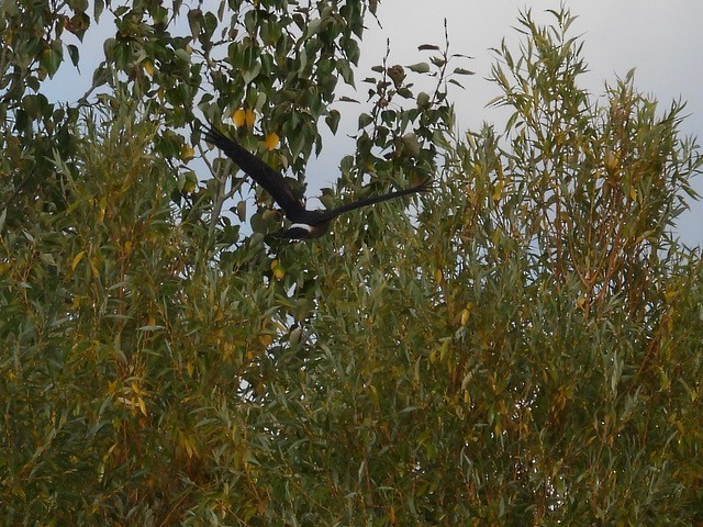 Northern Harrier - Thomas Elliot