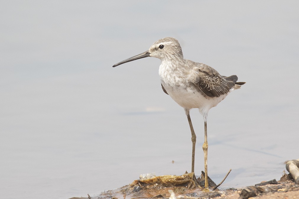 Stilt Sandpiper - ML610258343